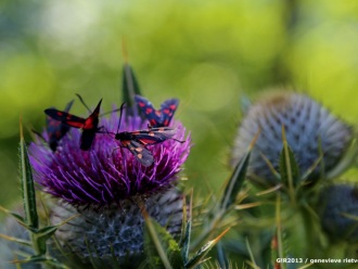 Bloemetjes en bijtjes
