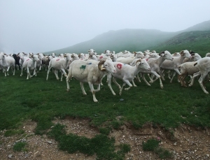 schapen port de aula