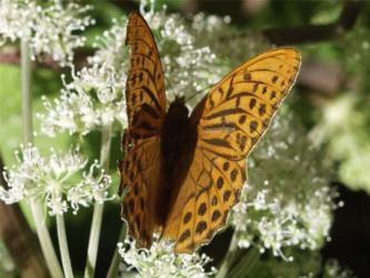 Vlinders in de Pyreneeën