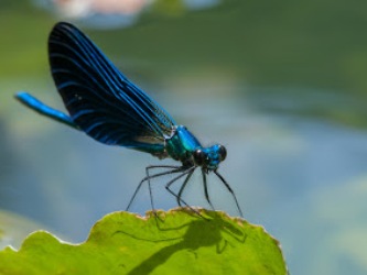 insecten in de Pyreneeën
