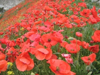 rode bloemen