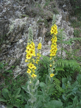 gele bloemen in de Pyreneeën