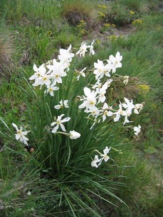witte bloemen