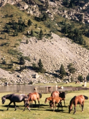 paarden bij estany llong