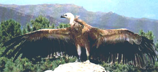 gier pyreneeen