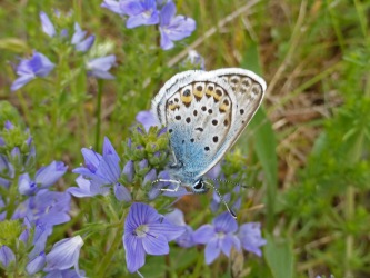 vlinders