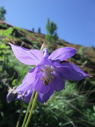 bloemen pyreneeën