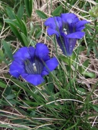 bloemen pyreneeën