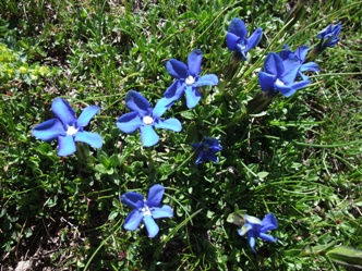 bloemen pyreneeën