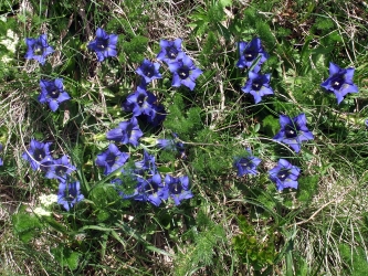 bloemen pyreneeën