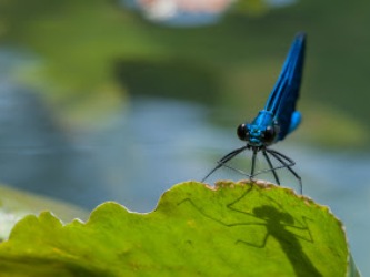 libelle pyreneeën