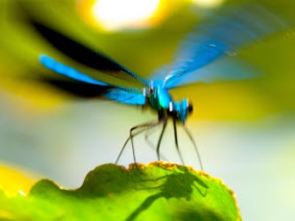 libelle pyreneeën