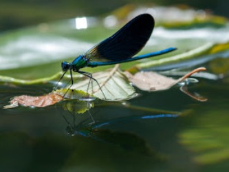 libelle pyreneeën