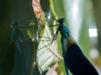 libelle pyreneeën