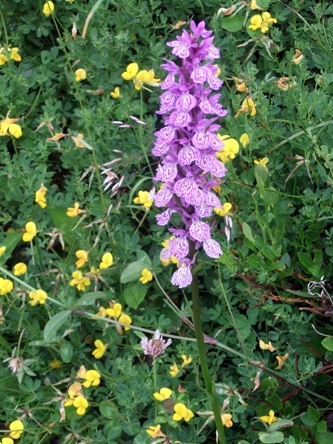 bloemen pyreneeën