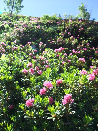 bloemen pyreneeën