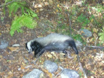 dieren pyreneeën