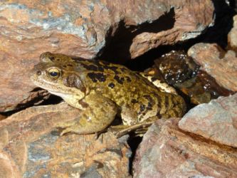 dieren pyreneeën