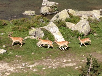 dieren pyreneeën