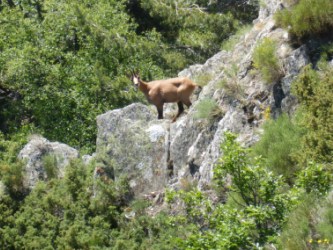 dieren pyreneeën
