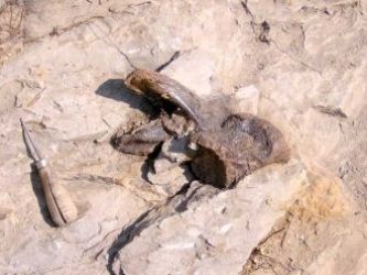 dinosaurus pyreneeën
