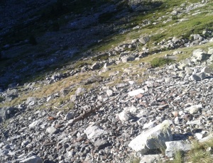 dieren pyreneeën